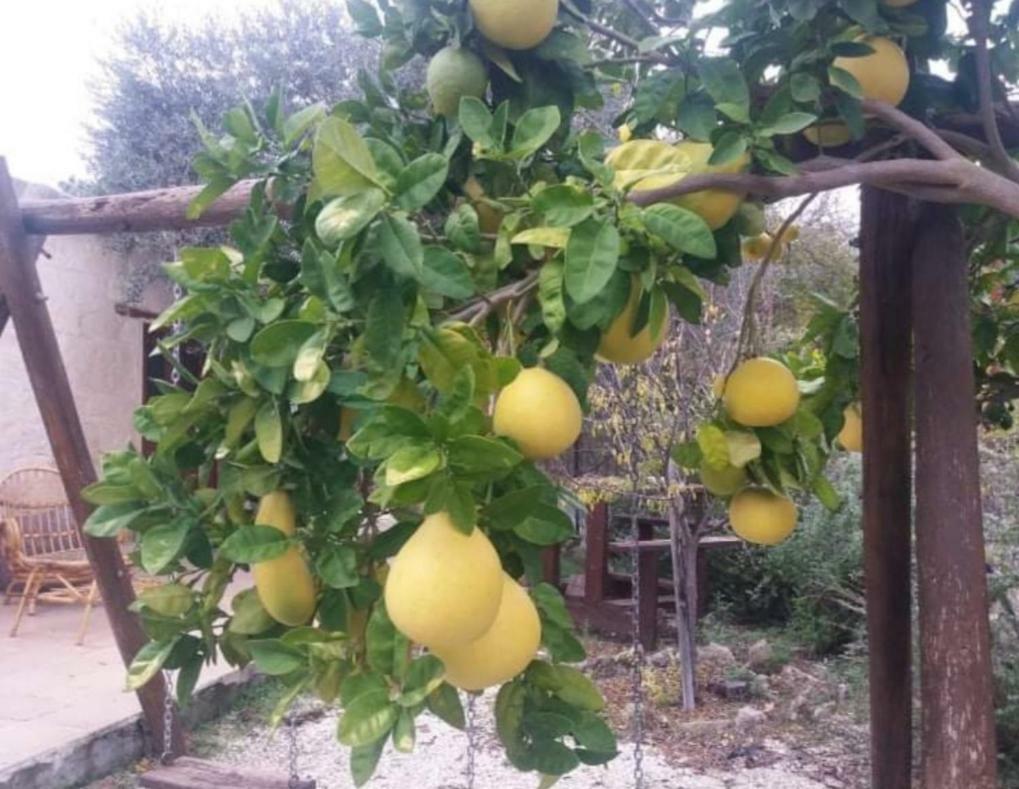 Xanthippi * Paphos